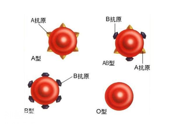 人体的血液和血型-3.jpg