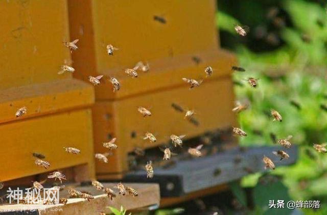 一个蜂群一个月能产多少蜂蜜？老蜂农告诉你提高蜂蜜产量的绝技-3.jpg