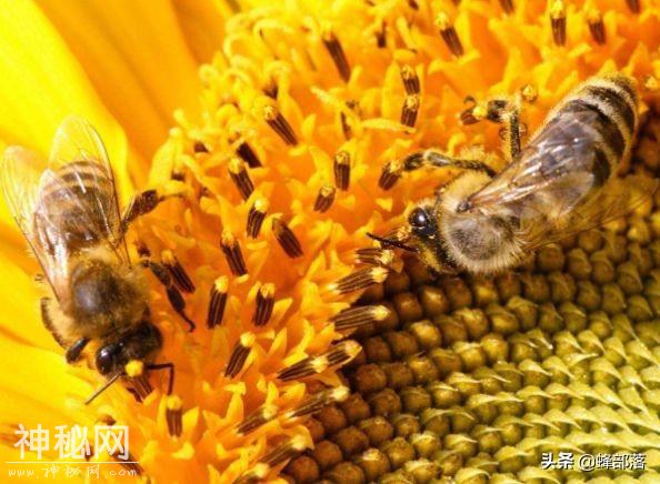 一个蜂群一个月能产多少蜂蜜？老蜂农告诉你提高蜂蜜产量的绝技-2.jpg