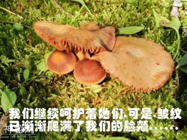 这片蘑菇的人生，就像地质人的一生！-13.jpg