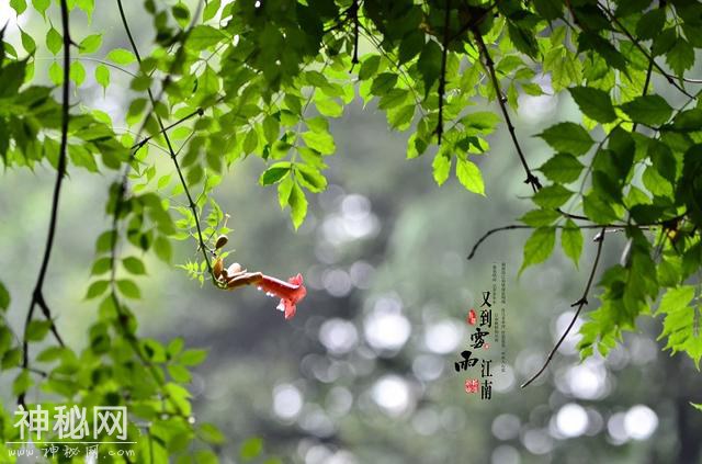 每天了解一种自然现象-梅雨-3.jpg