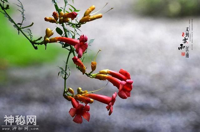 每天了解一种自然现象-梅雨-9.jpg