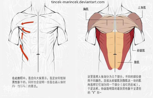 绘画新手怎么练习画人体躯干肌肉-1.jpg