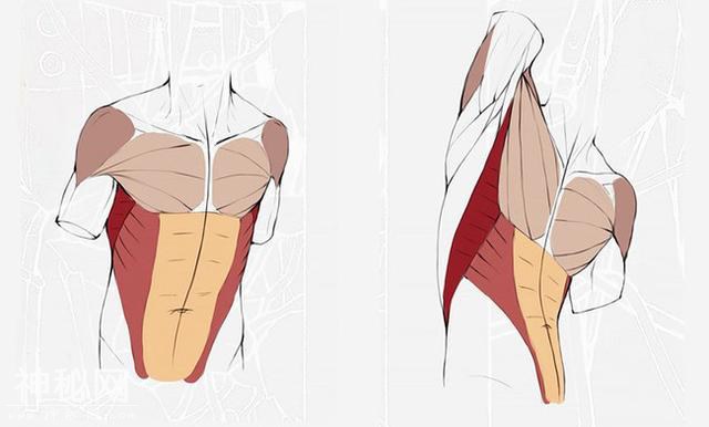 绘画新手怎么练习画人体躯干肌肉-7.jpg