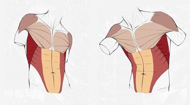 绘画新手怎么练习画人体躯干肌肉-9.jpg