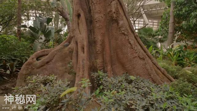 世园会里的“大个头”：为了生存，植物们各怀绝技-1.jpg