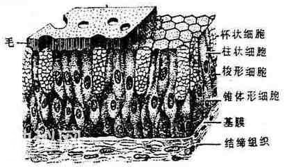 人体结构概况-2.jpg