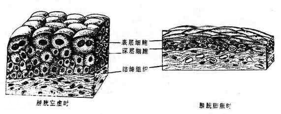 人体结构概况-5.jpg