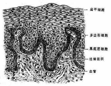 人体结构概况-4.jpg