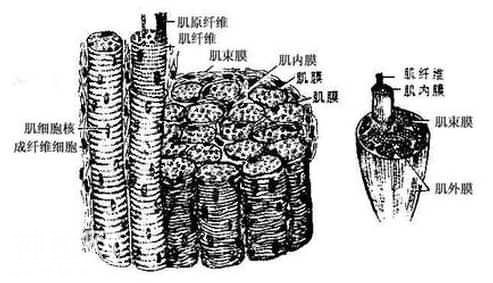 人体结构概况-9.jpg