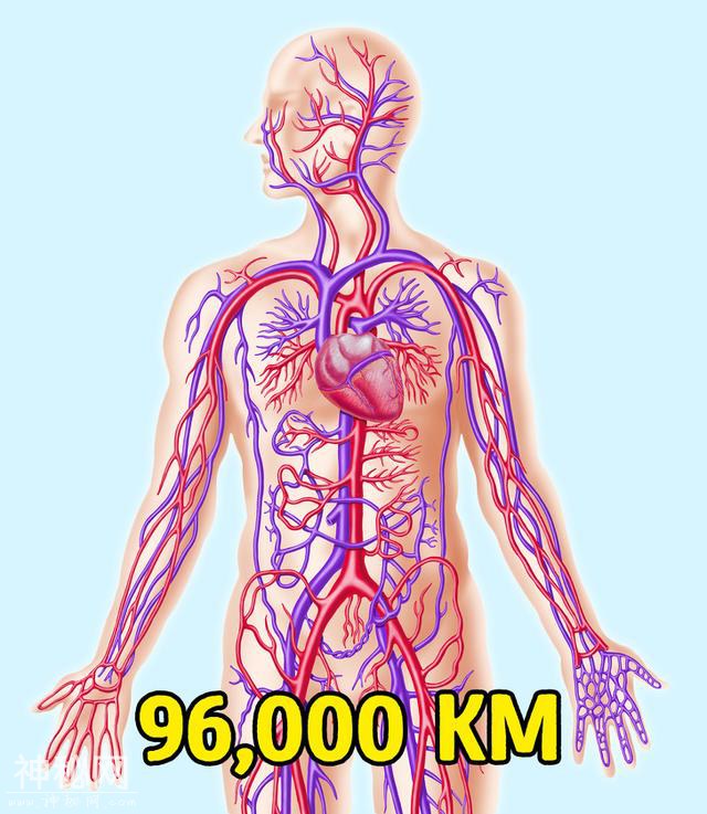 人体血管长度96000公里，肝脏有500种功能，18个关于身体的事实-2.jpg