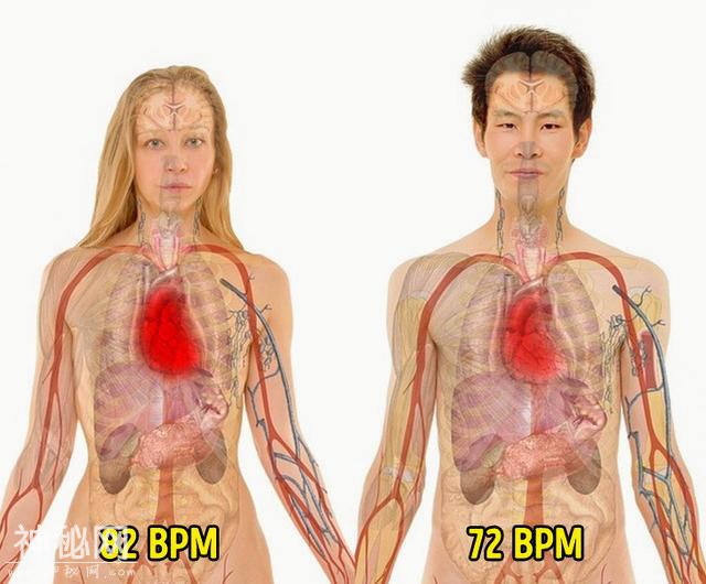 人体血管长度96000公里，肝脏有500种功能，18个关于身体的事实-3.jpg