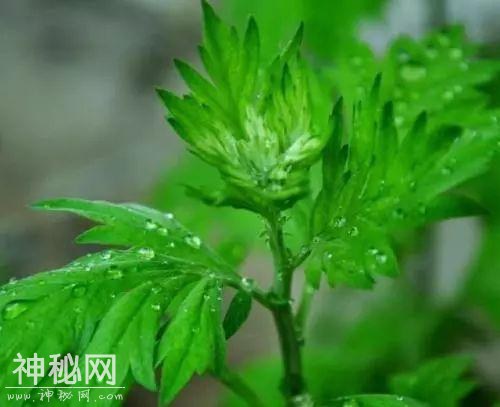 这种神草春季上市，是老少咸宜的保健药品，每亩收益4000元-1.jpg