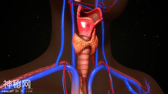 关于人体内的“蝴蝶”甲状腺，专家提醒：甲状腺疾病会影响糖尿病管理，早期识别很关键-7.jpg