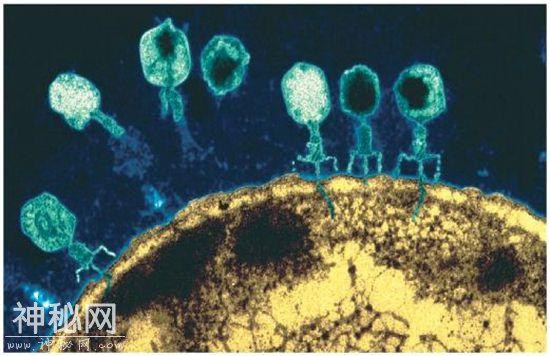 姜还是老的辣：看噬菌体如何对抗超级细菌-5.jpg