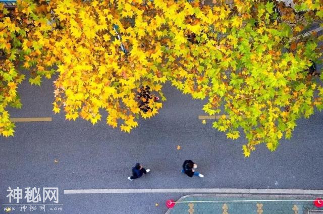 学城洪山 | 爱上南望山“宝藏高校”：中国地质大学（武汉）！-27.jpg