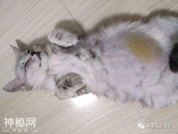 猫腹水，可怕的猫“绝症”，到底是怎么回事？-6.jpg