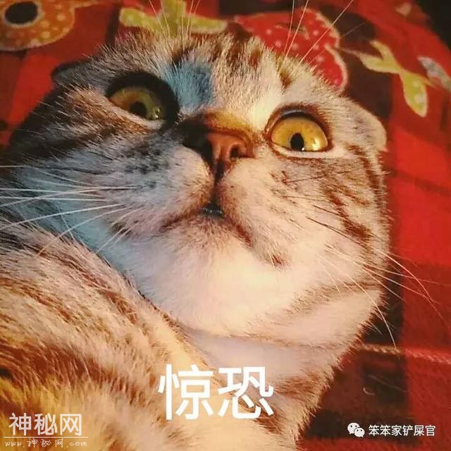 猫腹水，可怕的猫“绝症”，到底是怎么回事？-2.jpg