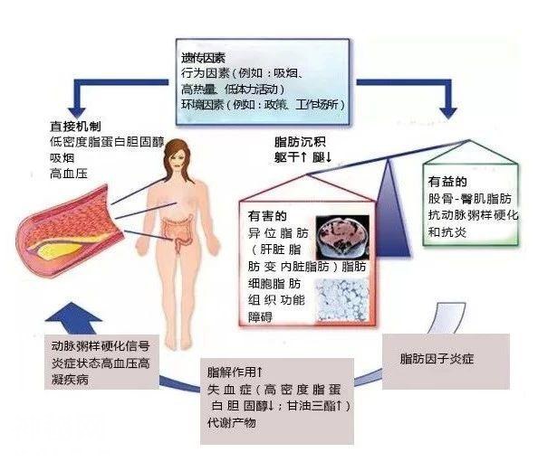 这种身材女性心血管更健康，再也不羡慕别人腿细了-3.jpg