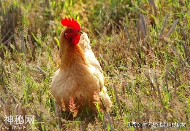 这样养的鸡才能炖出小时候的鸡汤味，肉嫩汤鲜，连喝三碗不想停-4.jpg