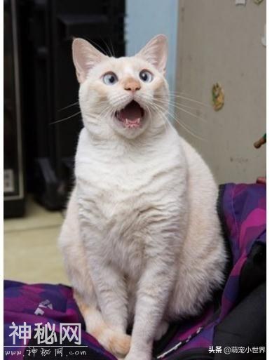 天生斗鸡眼的猫搞笑戏超足，任何一个表情都能让人笑到并轨-2.jpg
