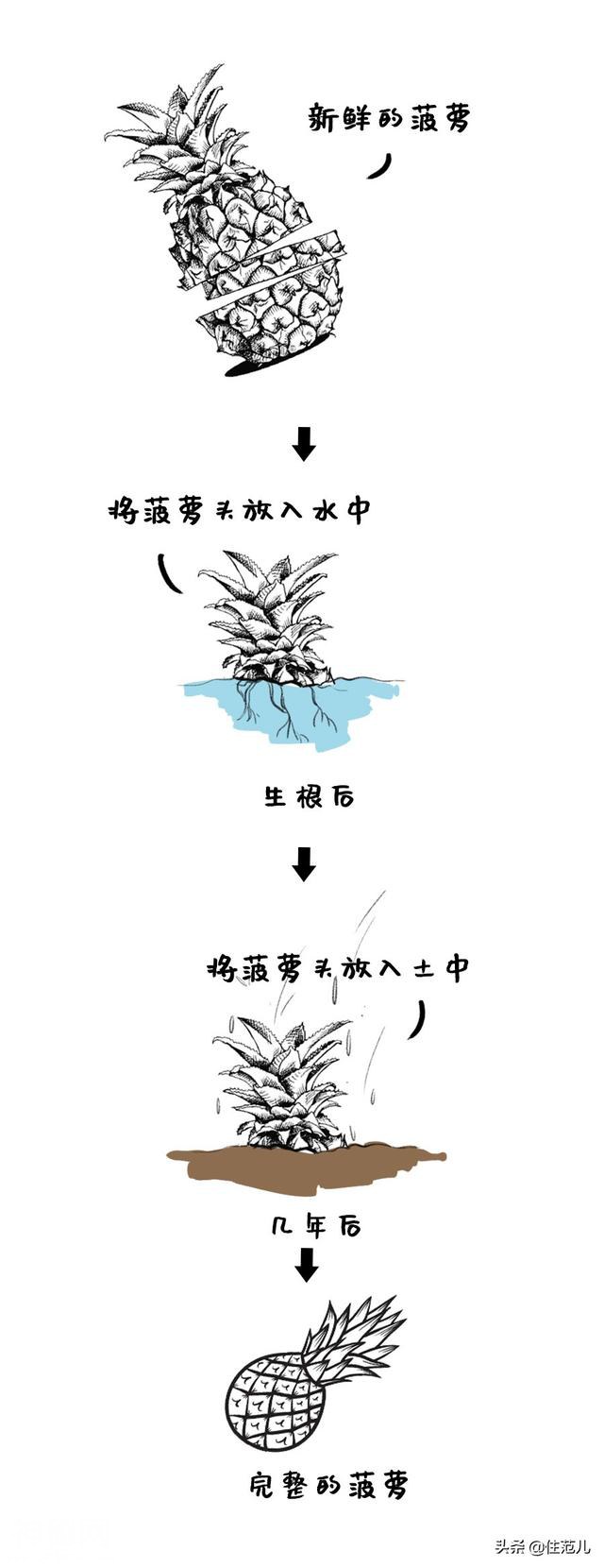 你家植物为什么动不动就死给你看？-14.jpg