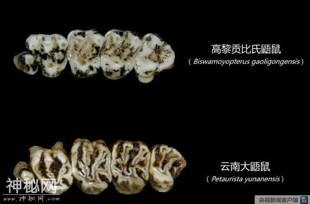 新物种！云南高黎贡山发现高黎贡比氏鼯鼠-2.jpg