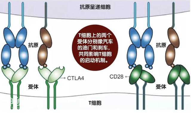 让绝症不再绝望——诺贝尔生理学奖获得者詹姆斯·艾利森-5.jpg