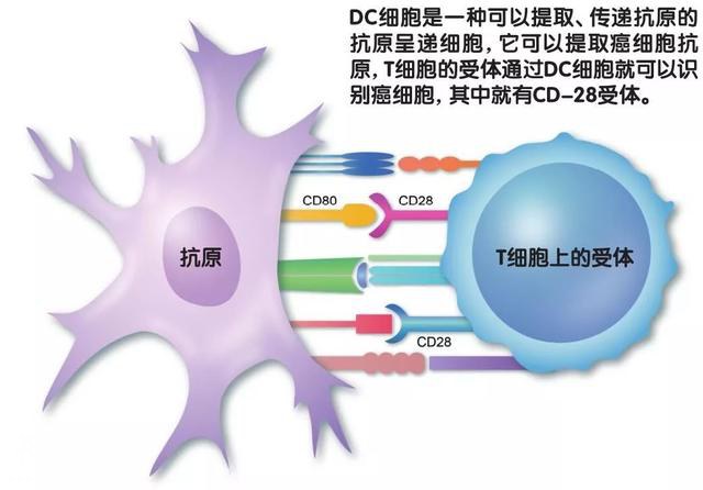 让绝症不再绝望——诺贝尔生理学奖获得者詹姆斯·艾利森-3.jpg