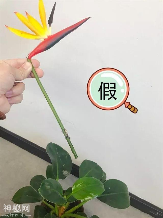 养了两个月的花，竟发现是假的？这些套路还真得摸清楚-3.jpg