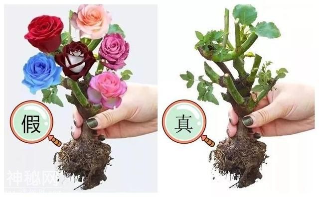 养了两个月的花，竟发现是假的？这些套路还真得摸清楚-41.jpg