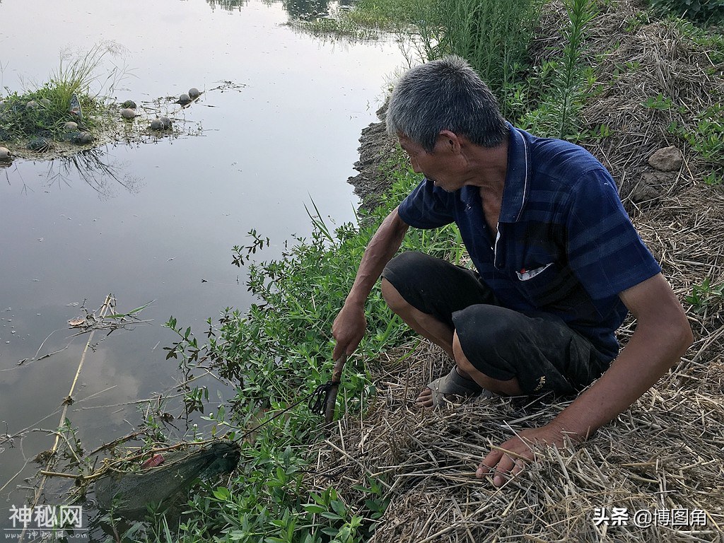 朱小五的绝技：中药水泡鸡肠子，就能让成群的虾蟹乖乖钻进网笼里-8.jpg