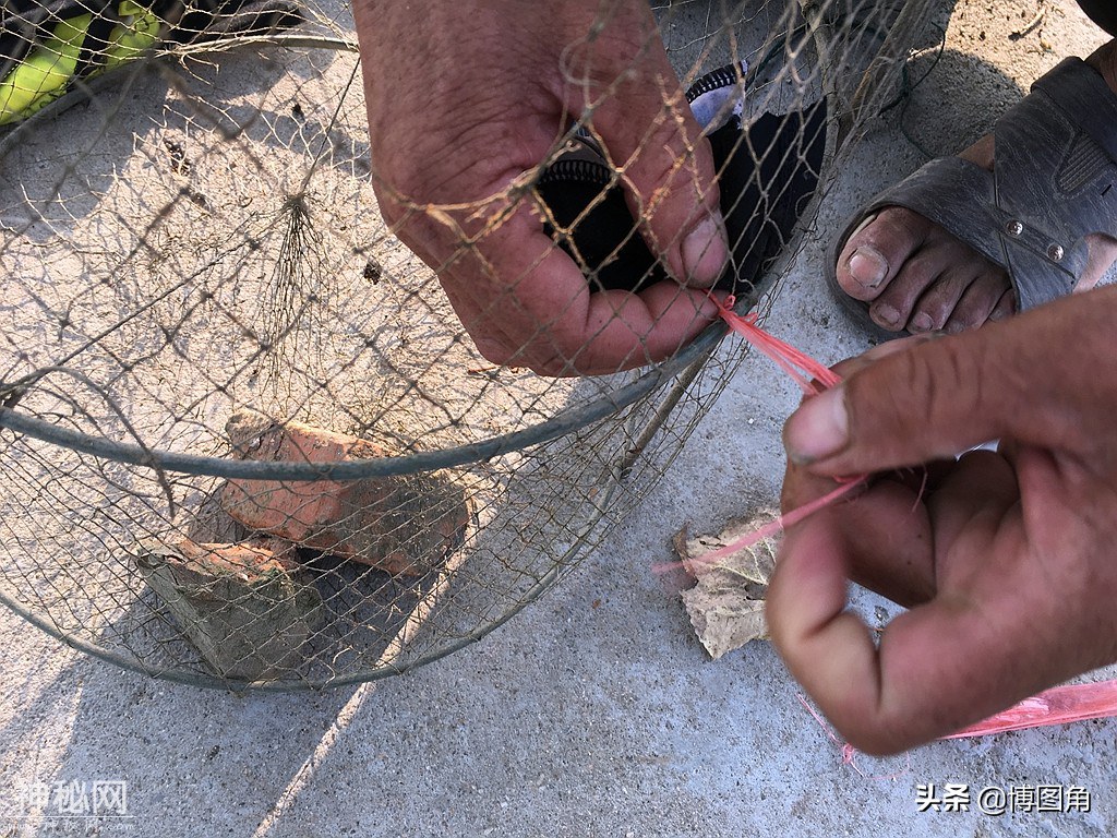 朱小五的绝技：中药水泡鸡肠子，就能让成群的虾蟹乖乖钻进网笼里-5.jpg