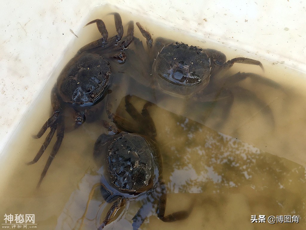 朱小五的绝技：中药水泡鸡肠子，就能让成群的虾蟹乖乖钻进网笼里-9.jpg