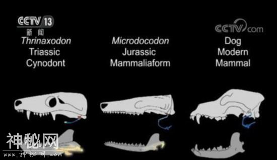 中国发现迄今最早有完整舌骨的原始哺乳动物化石-5.jpg
