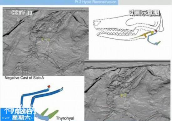 中国发现迄今最早有完整舌骨的原始哺乳动物化石-4.jpg