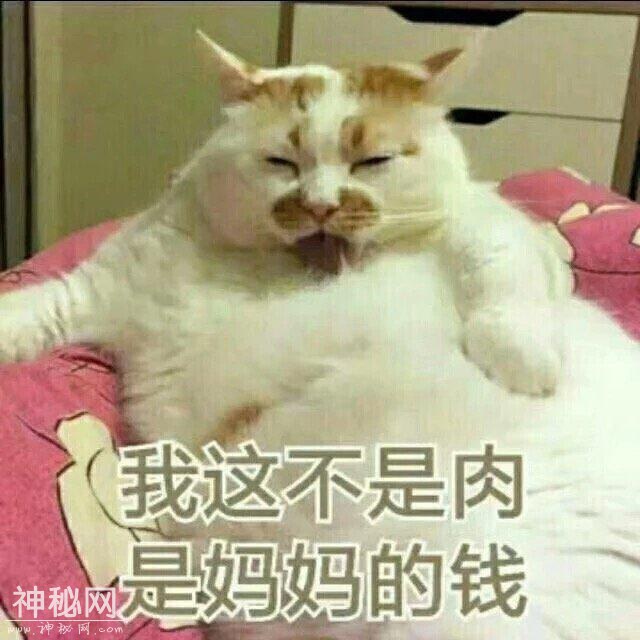 猫咪表情包合集｜我这不是肉，是妈妈的钱-1.jpg