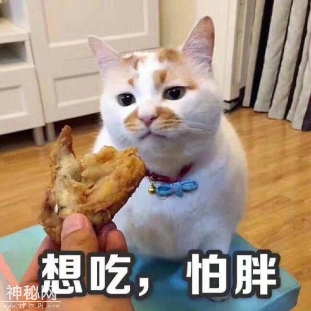 猫咪表情包合集｜我这不是肉，是妈妈的钱-9.jpg