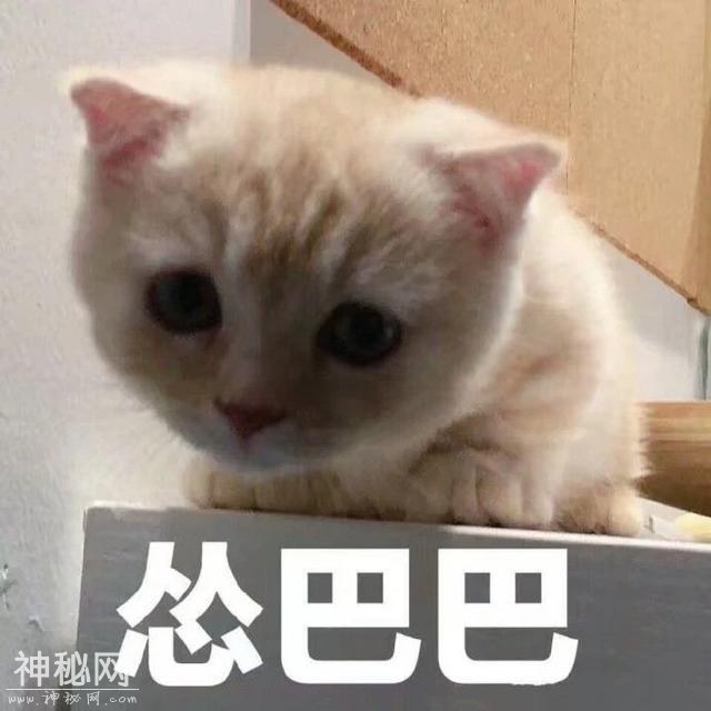 猫咪表情包合集｜我这不是肉，是妈妈的钱-3.jpg