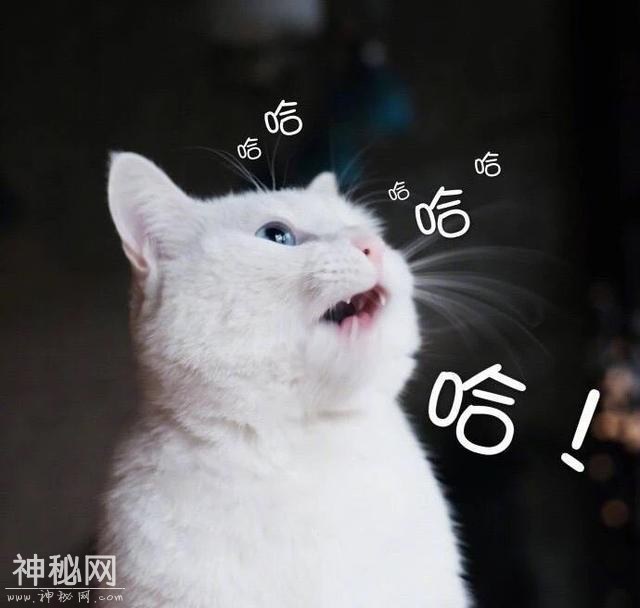 猫咪表情包合集｜我这不是肉，是妈妈的钱-5.jpg