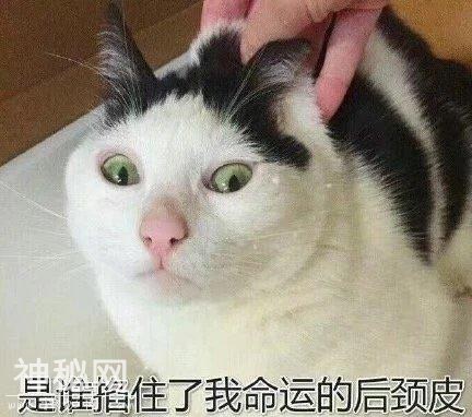 猫咪表情包合集｜我这不是肉，是妈妈的钱-6.jpg