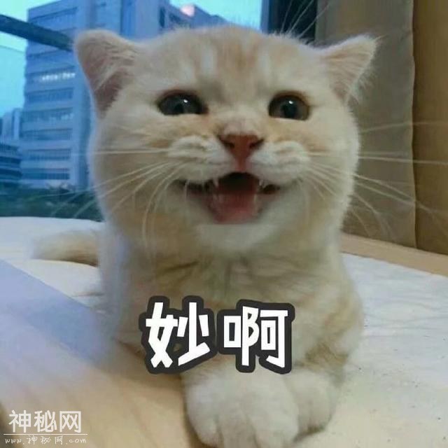 猫咪表情包合集｜我这不是肉，是妈妈的钱-7.jpg