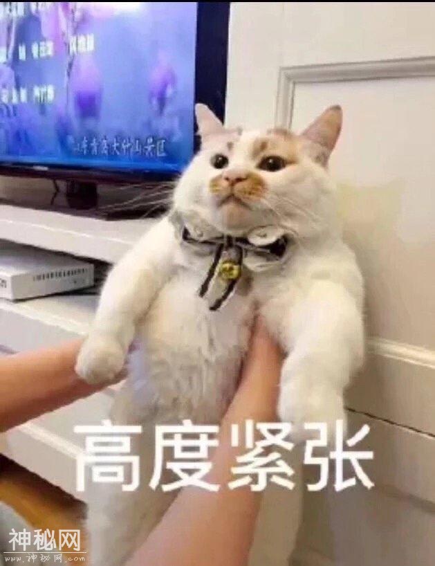 猫咪表情包合集｜我这不是肉，是妈妈的钱-4.jpg