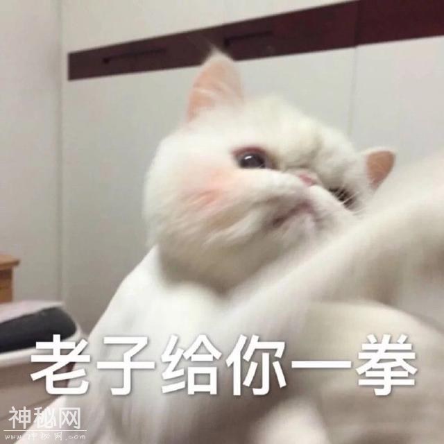 猫咪表情包合集｜我这不是肉，是妈妈的钱-8.jpg