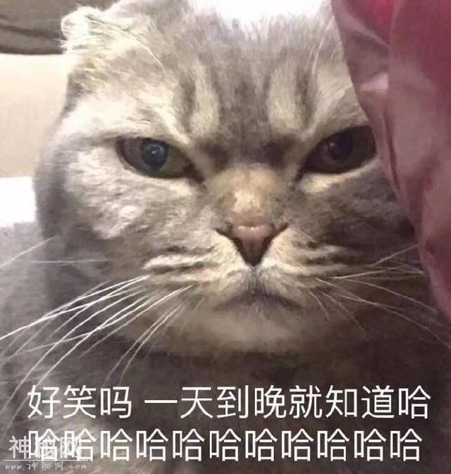 猫咪表情包合集｜我这不是肉，是妈妈的钱-11.jpg