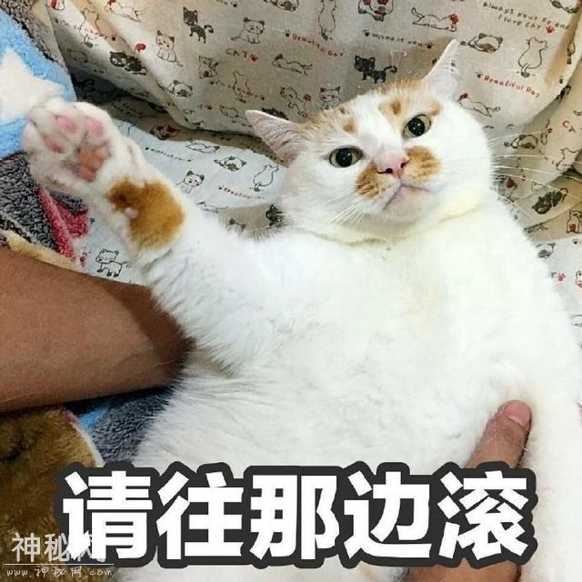 猫咪表情包合集｜我这不是肉，是妈妈的钱-10.jpg