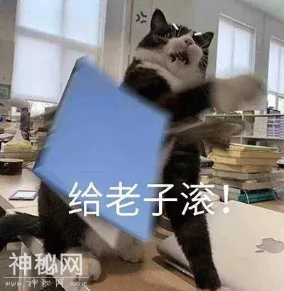 猫咪表情包合集｜我这不是肉，是妈妈的钱-12.jpg