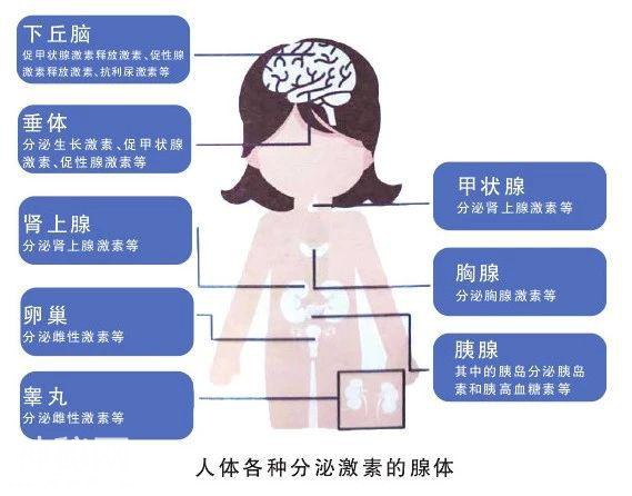 健康悦读｜别对激素有误解，千万别擅自减量，没那么可怕-2.jpg