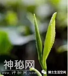 道教圣地的仙茶-4.jpg