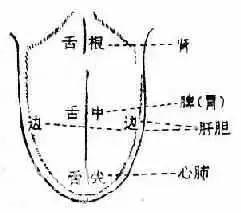 舌头是人体健康的“放大镜”，如何发现健康有问题？-7.jpg